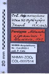 Etiketten zu Melanotus afghanicus (NHMW-ZOO-COL-0007514)